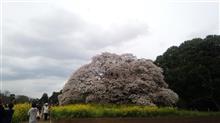 吉高の大櫻✨