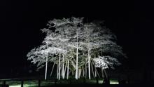 今日の桜その２