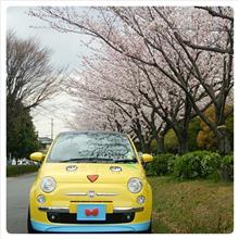 桜ドライブ♪