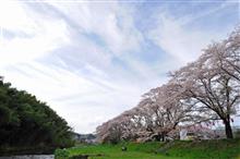 桜，舞う
