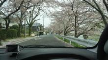 春爛漫、風と共に去りぬ。