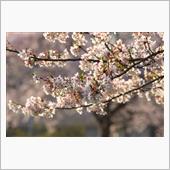 桜咲く
