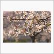 桜咲く