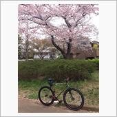 葉桜レポート2016