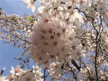 今年のお花見