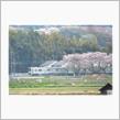 桜が散っちゃった…(･_･)