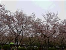 桜、ラストかな