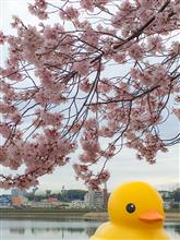 2016.4.3 桜 &amp; ラバーダック 撮影 in 狭山池