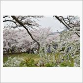 お花見にいってきました(*^ ...
