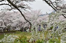 お花見にいってきました(*^^*)