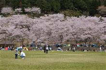 代車フォーカスSでお花見：八千代湖（土師ダム）まで