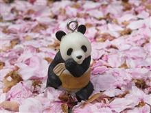 パンダだって花見がしたいぢゃん!www パンダだって花見がしたいぢゃん!www