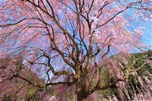 竹田の里のしだれ桜