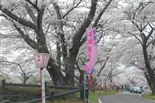 ジムニー君に乗って “千本桜” へ。