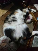 直りました(*^-^*)