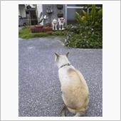 猫の島。（シーサー　Ｖｓ　猫 ...