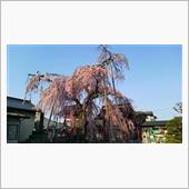 今日の桜