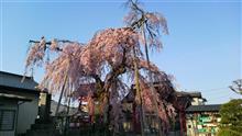 今日の桜