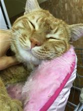 行っちゃった。 