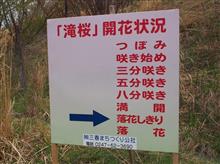 三春滝桜