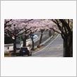 2016年桜鑑賞まとめ