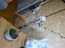 咲き始めました