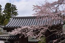 2016年 桜撮影 in 高野山
