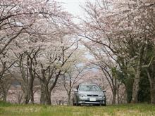 富士・富士宮桜ドライブ
