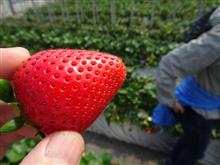 いちご狩り