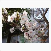 桜１００選