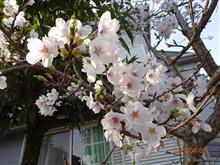 桜１００選