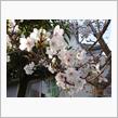 桜１００選