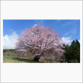 今日の桜