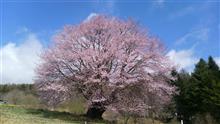今日の桜