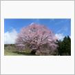今日の桜