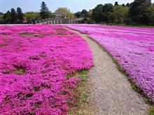 芝桜と春の野菜
