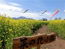 菜の花からしだれ桜