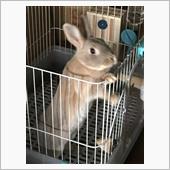 もっふ〜