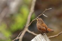 軽井沢野鳥の森