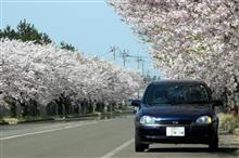 桜満開♪