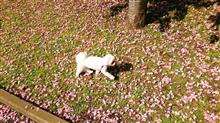 桜の花の絨毯♪