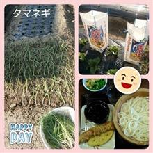 冬タマネギ＆エコ保温♪