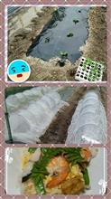 水田に野菜？＆虫を寄せ付けない！
