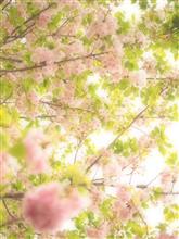 花のまわりみち　with.*+