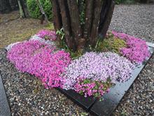 ありがとうございます。