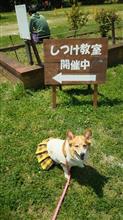 久しぶりにしつけ訓練へ