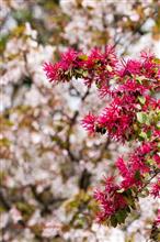 武蔵野公園の桜たち Part1 武蔵野公園の桜たち Part1