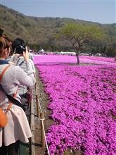 富士芝桜