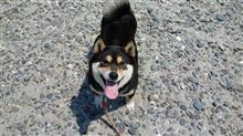 洗犬&amp;海&amp;注射♪　たまご達｡泳ぎません(&gt;_&lt;)　（犬ブログ）