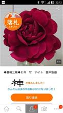 スペア苗買ったわｗｗｗ